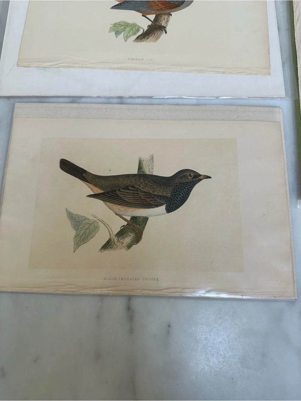 1800s Jardines Natural History Birds Chromolithograph Prints